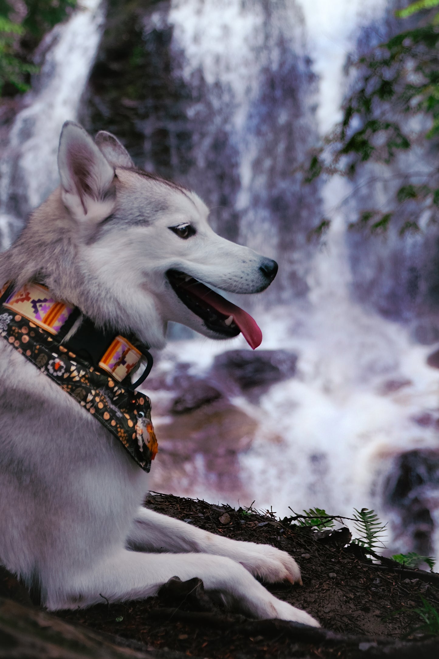 NEW Hygge jacquard collar - 1”, 1.5”, 2” available