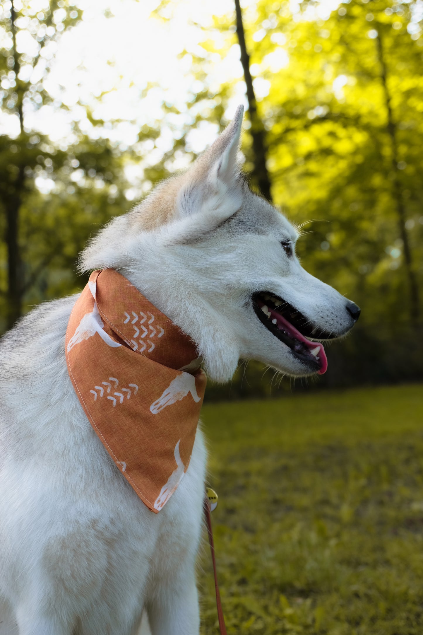 Desert Roamer Dog Bandana