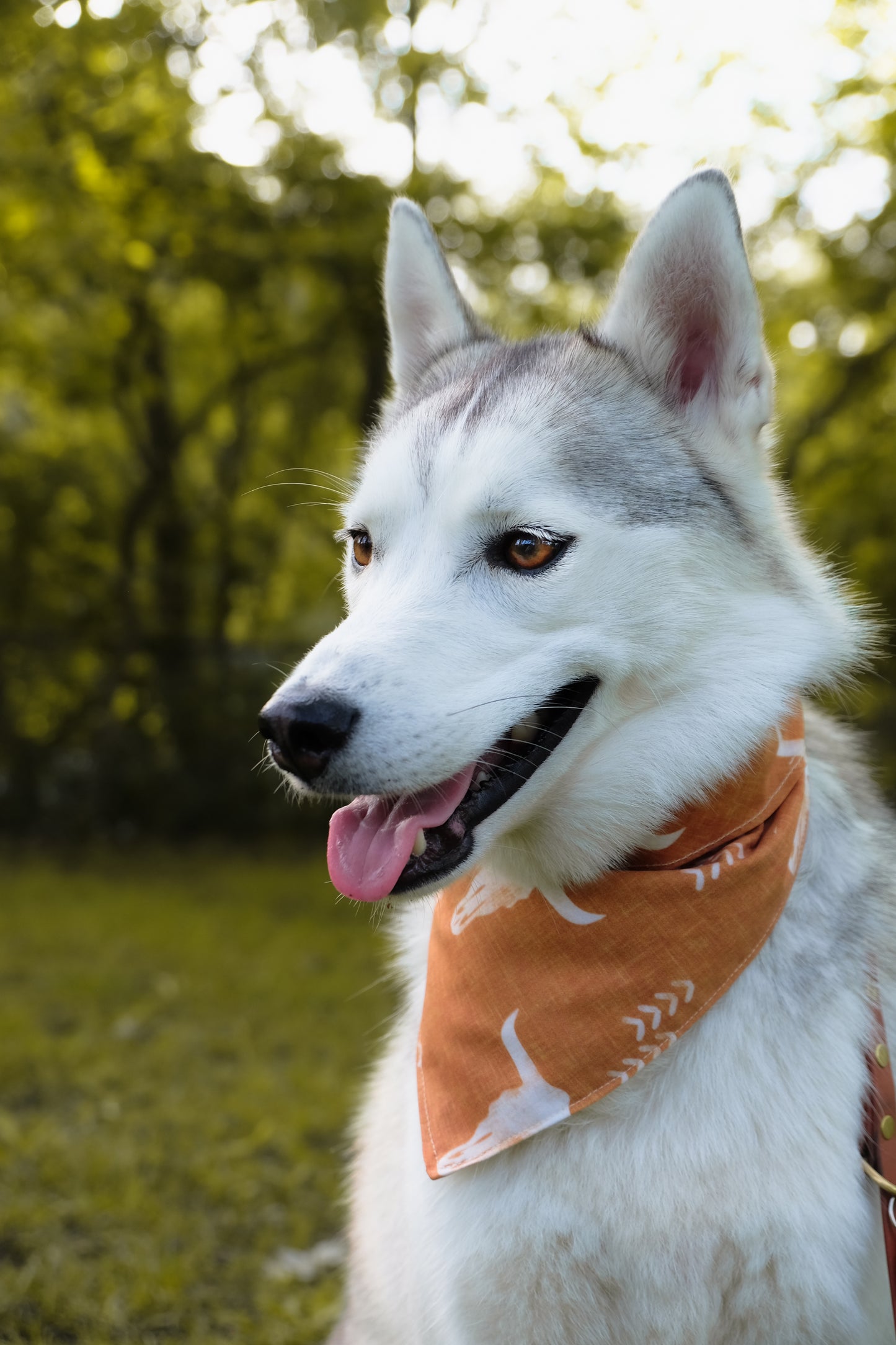 Desert Roamer Dog Bandana