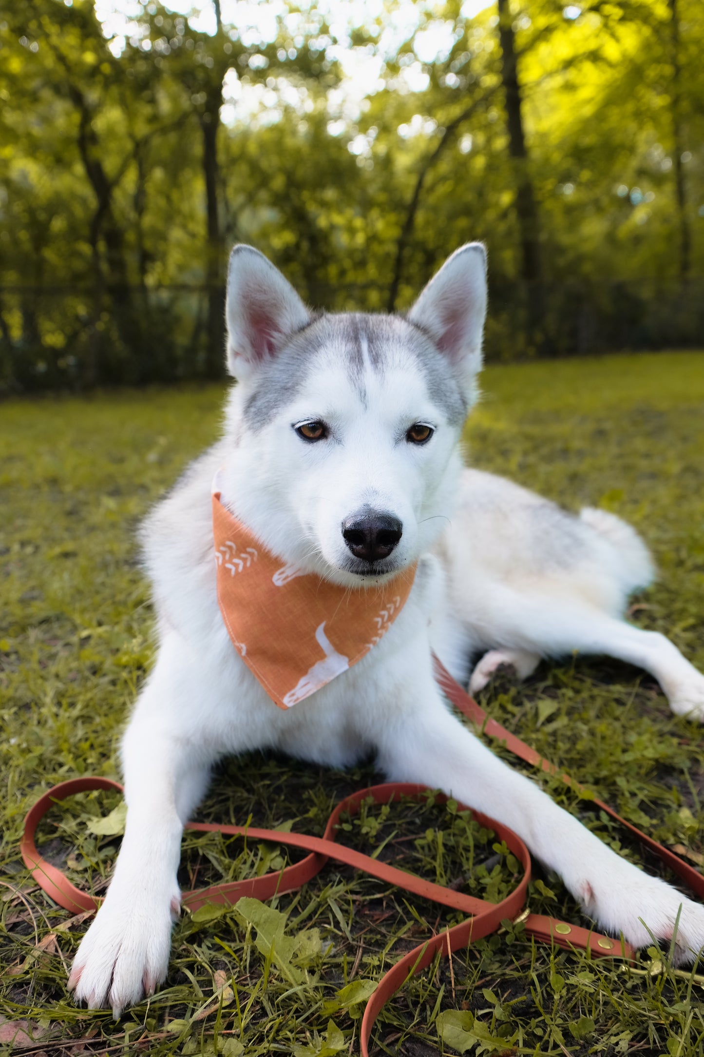 Desert Roamer Dog Bandana