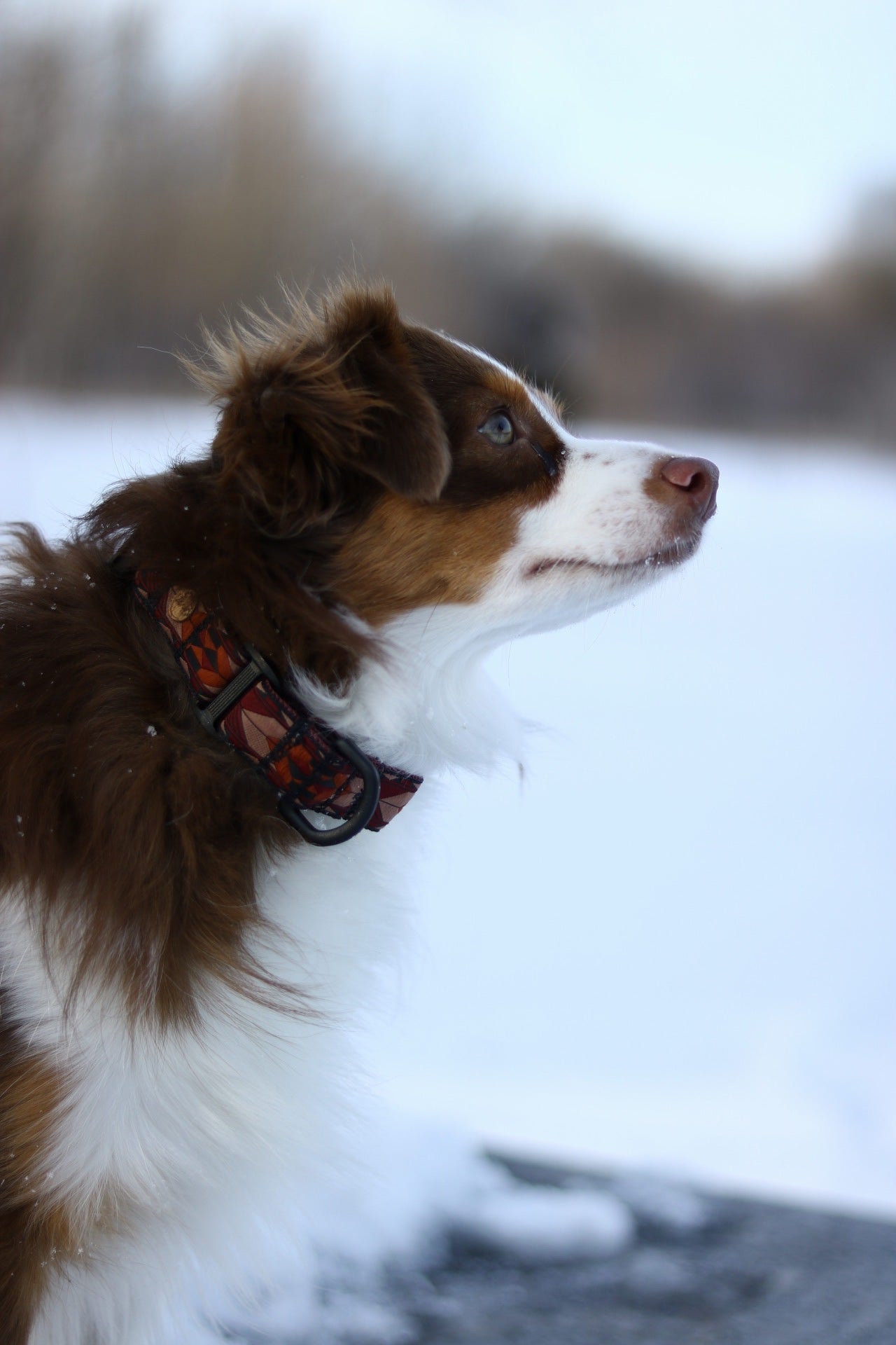 HESTIA dog collar (1” width)